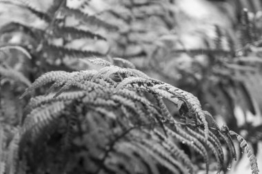 Yağmurda güzel bir eğrelti otu. Slovakya