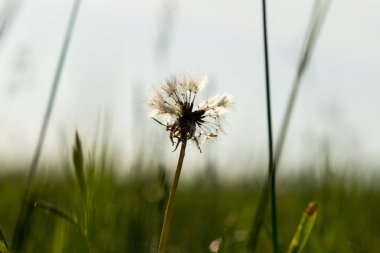 Günbatımında Slovakya 'da güzel bir karahindiba 