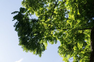 Slovakya, parkta sonbahar ağaçları