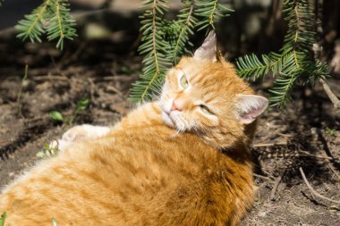 Parktaki sevimli kedi.