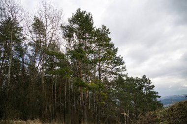 Ormandaki ağaçlar ve patikalar. Slovakya