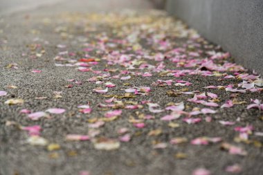 Sonbaharda renkli ağaçlarla dolu bir cadde. Slovakya