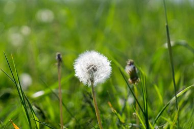 Çayırdaki güzel çiçekler. Gündüz çekimi