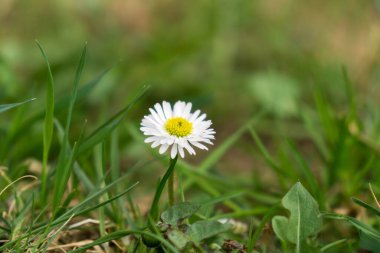 Yeşil çayır üzerinde beyaz papatya çiçekleri