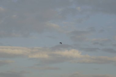 Kuş bulutlu gün batımı gökyüzünde uçuyor 