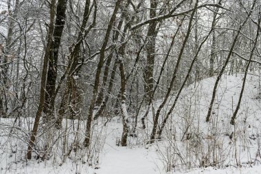 Doğa kışın karla kaplıdır. Slovakya