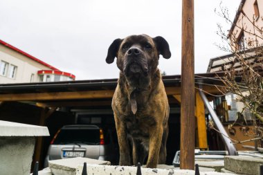 Slovakya 'daki Evcil Köpeğin Portresi