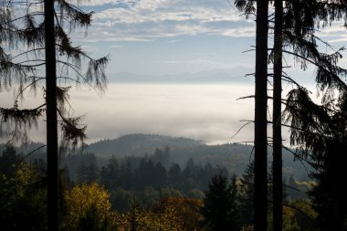 Doğadaki ağaçların üzerinde renkli sonbahar yaprakları. Slovakya