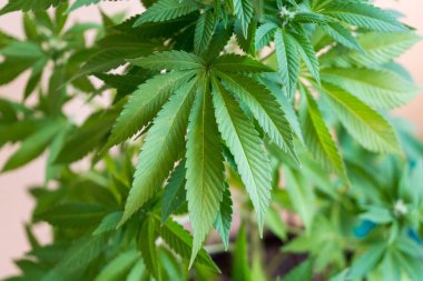 Yağmurdan sonra ıslak yapraklar 