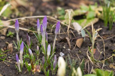 Güzel çiçek atış kapatın 