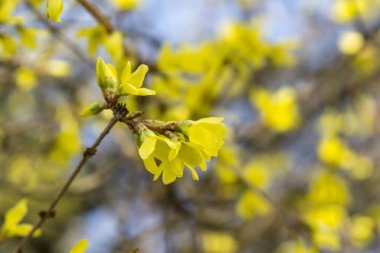 Bahar ağacı çiçek açıyor. Pırlanta çiçekleri. Slovakya