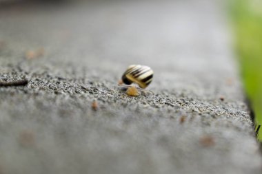 Arka planda çitteki salyangoz. Slovakya