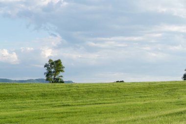 Slovakya 'da güzel yeşil çimenler
