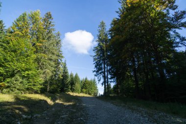 Ağaçlı renkli sonbahar ormanı, Slovakya