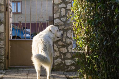 Parktaki sevimli labrador..