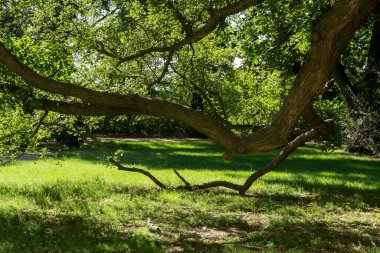 Güzel parkta yeşil ağaçlar 