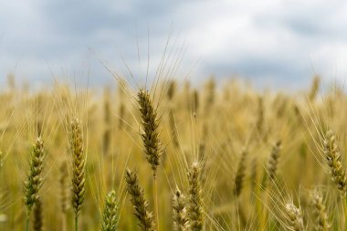 Gün batımında buğday tarlası. Slovakya