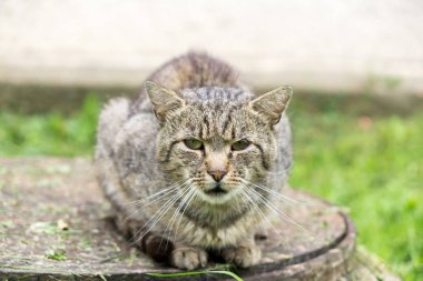 Parktaki sevimli kedi.