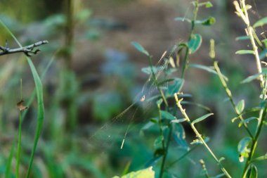 Arkaplanda yeşil çimen, kapat