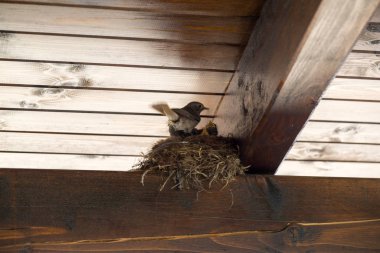 Yuvadaki yavru kuşlar. Slovakya