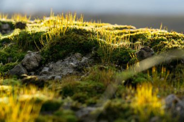 Çayırdaki güzel çim. Slovakya