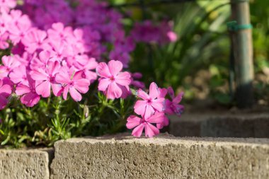 Çiçekler tarlada yakın çekim