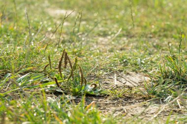 Slovakya, Meadow 'da yeşil bitkiler