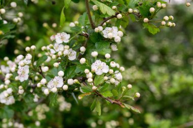 İlkbaharda çiçek açan ağaç. Yakın çekim.