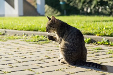 Parktaki gri kedi yavrusu