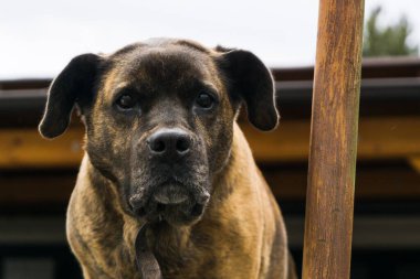 Slovakya 'daki Evcil Köpeğin Portresi