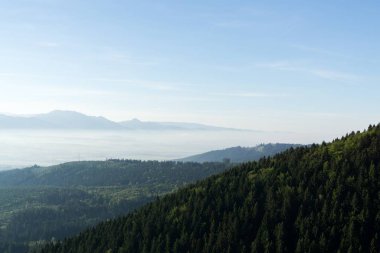 Ağaçlı renkli sonbahar ormanı, Slovakya