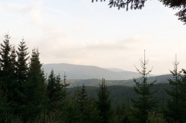 Ormanda sonbahar ağaçları, Slovakya