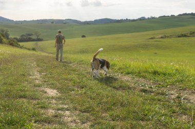Meadow 'da av köpeği. Slovakya