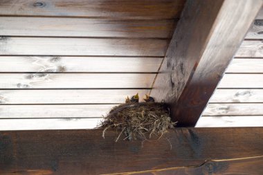 Yuvadaki yavru kuşlar. Slovakya