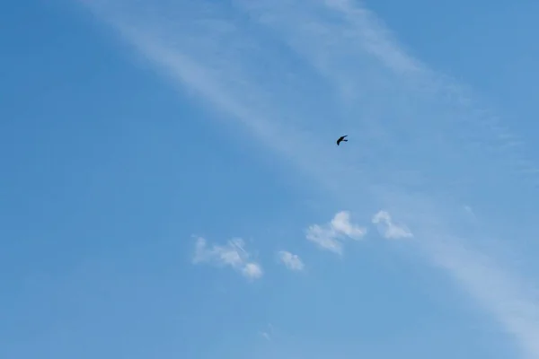 Fågel Flyger Blå Himmel Med Moln — Stockfoto