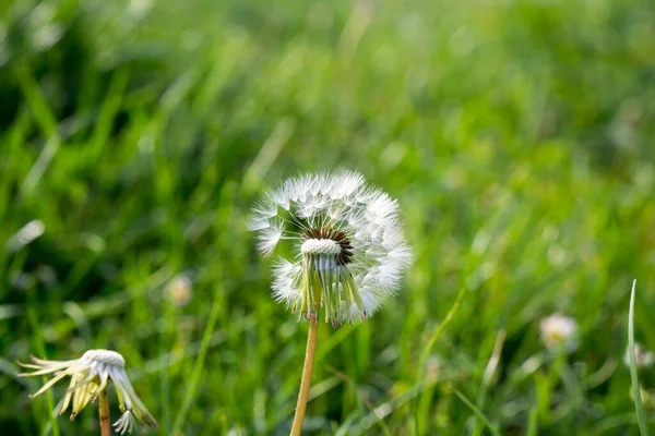 Los Dandeliones Blancos Sobre Prado Verde Cierran Tiro —  Fotos de Stock