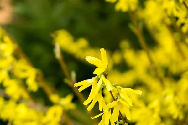 Floração Árvore Primavera Flores Forsythia Eslováquia — Fotografia de Stock