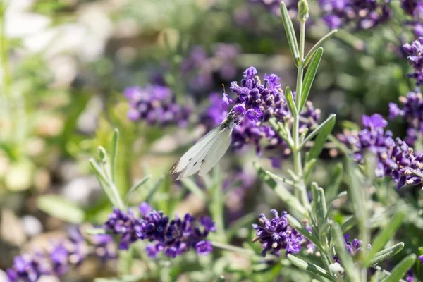 Botón Sobre Flor Lavanda Países Bajos — Foto de Stock