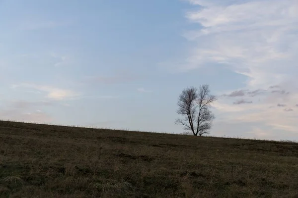 Trees Paths Forest Slovakia — Stock Photo, Image