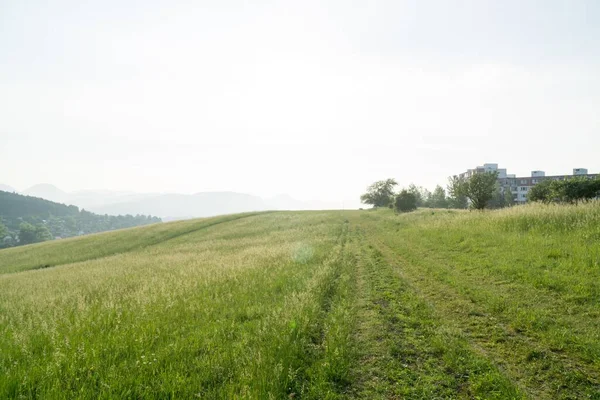 Bellissimo Prato Verde Slovacchia — Foto Stock