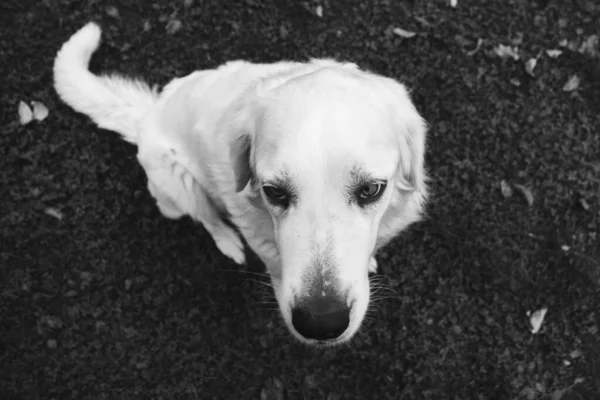 Bonito Labrador Livre Parque — Fotografia de Stock