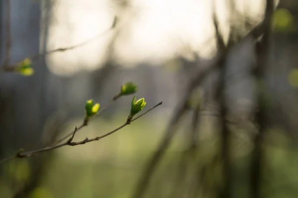 Árbol Primavera Con Flores Flor —  Fotos de Stock