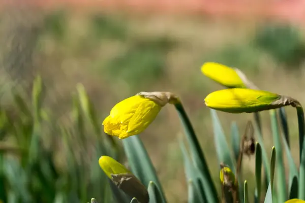 Primer Plano Tiro Hermosas Flores — Foto de Stock