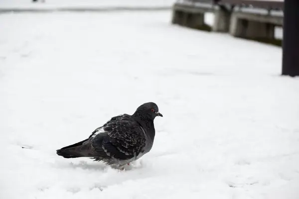 Duivenvogel Sneeuw Slowakije — Stockfoto