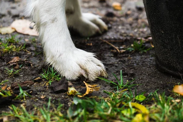 Aranyos Labrador Szabadban Parkban — Stock Fotó