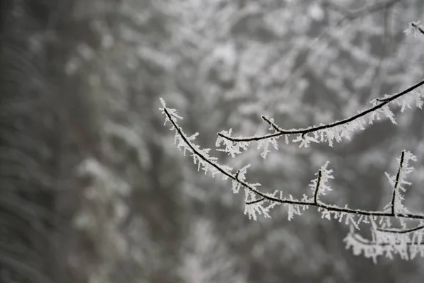 Natureza Coberta Neve Durante Inverno — Fotografia de Stock