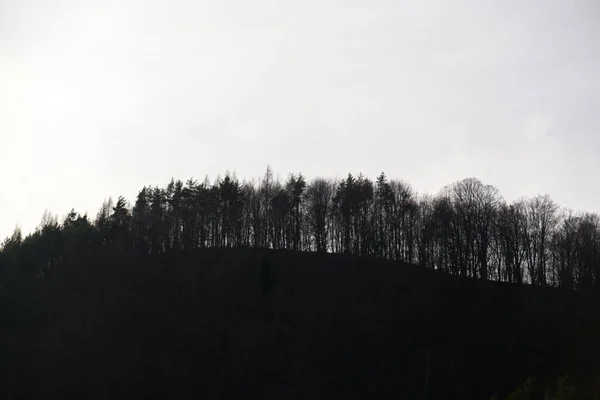 森林中的树木和小径 斯洛伐克 — 图库照片