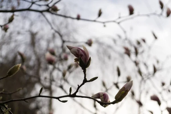 Árvore Primavera Com Flores Florescentes — Fotografia de Stock