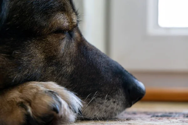 Alman Çoban Köpeğinin Pençeleri Yakın Çekim — Stok fotoğraf