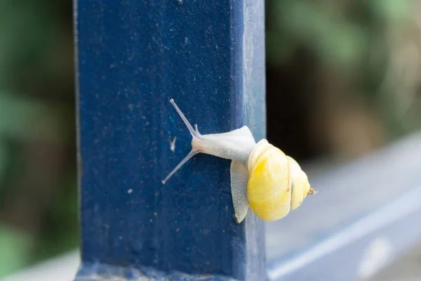 Escargot Sur Clôture Métallique — Photo